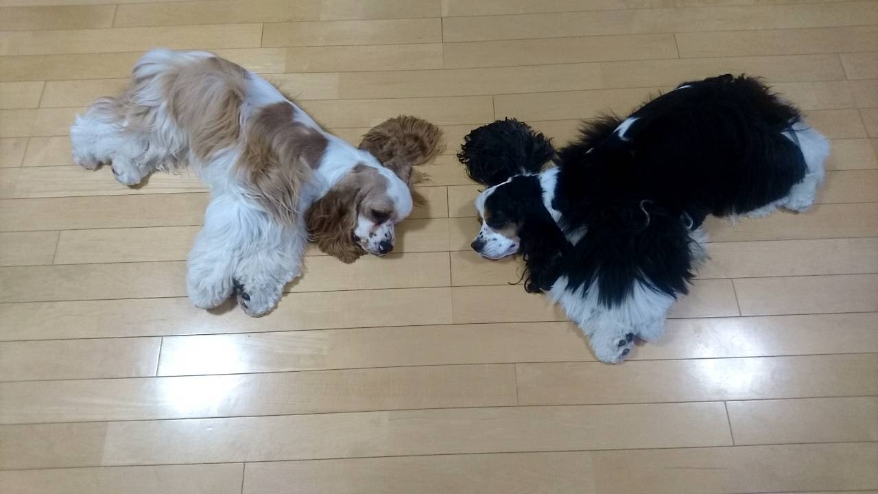 ジョナレスママ