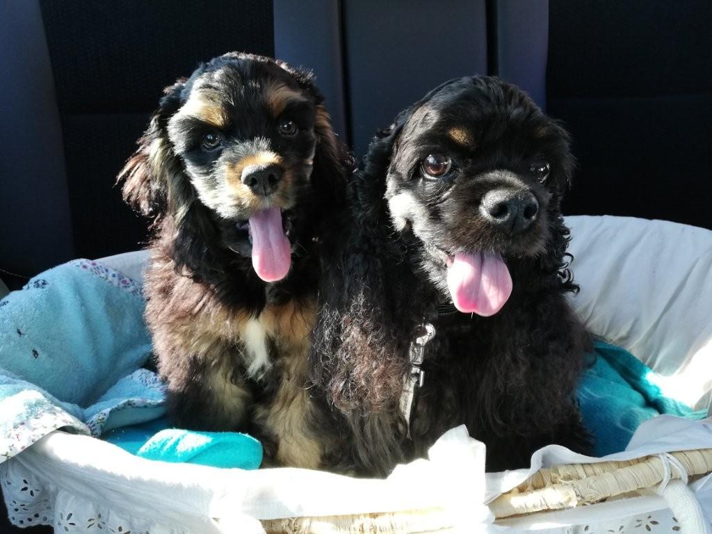 のきはらゆうこ