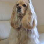 グレイシャスママ