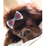 昴流のかーしゃん