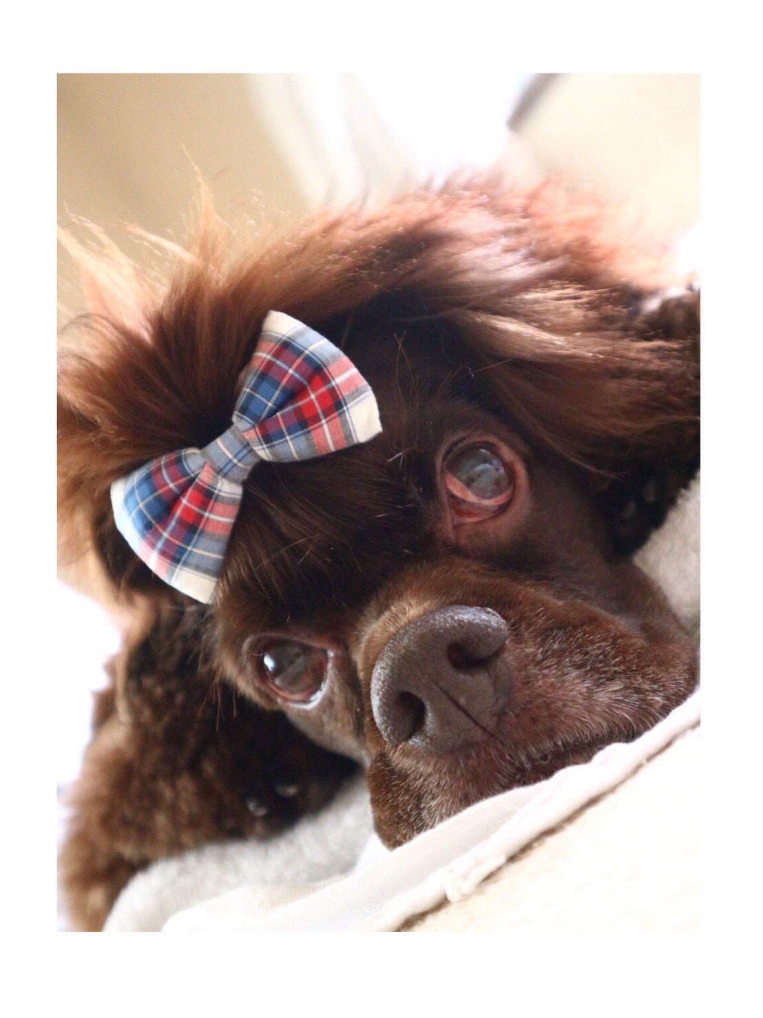 昴流のかーしゃん