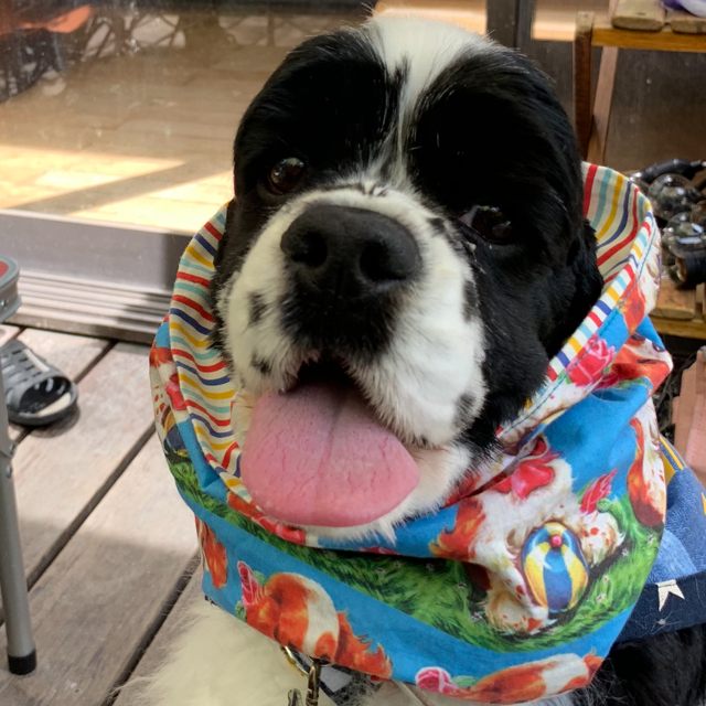 心大朗 コタロウ