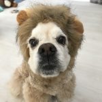 楓（めいぷる）