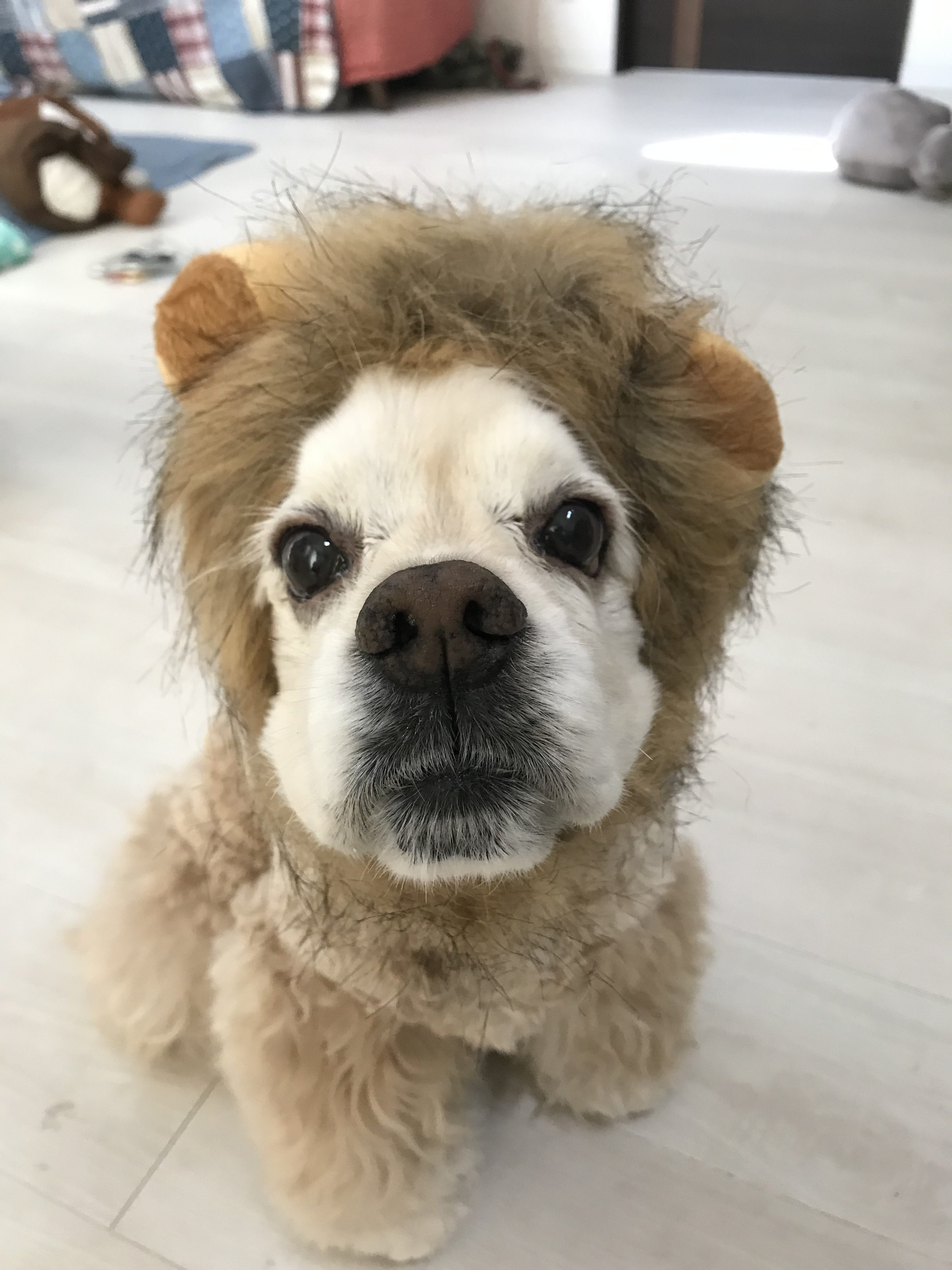 楓（めいぷる）