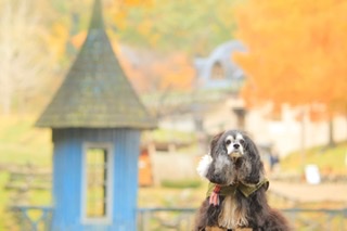 モルティママ （りえ）