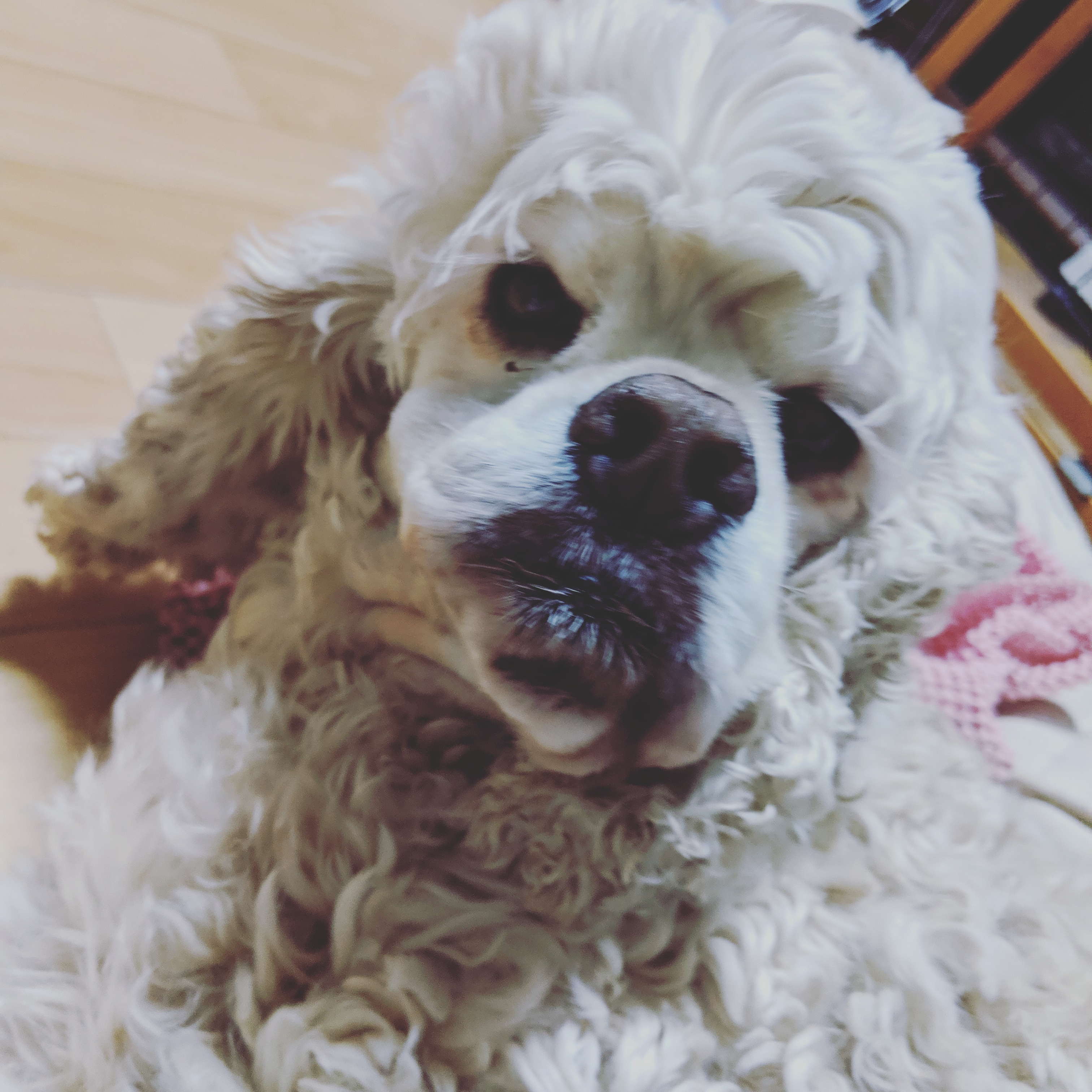 相生のマハロのおかぁちゃん