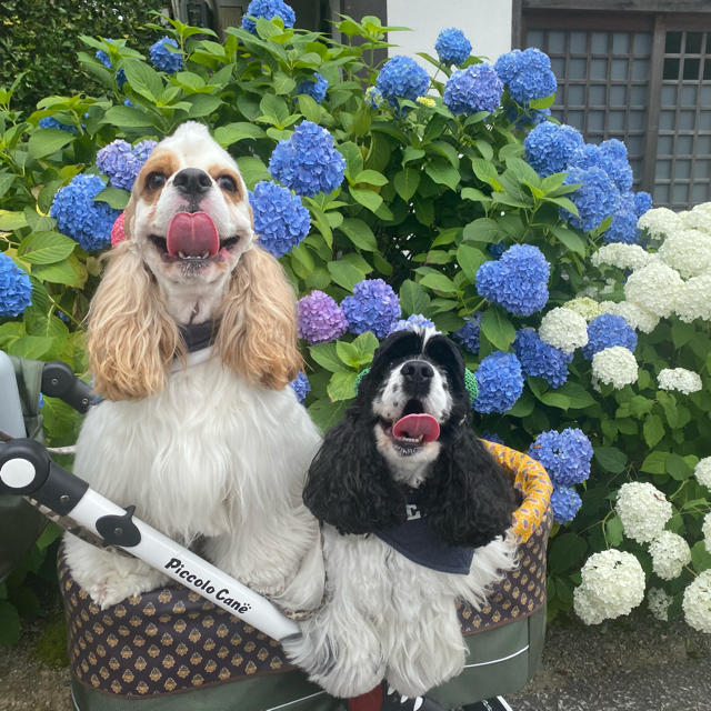 たんしおママン