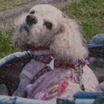 リリー(リーchan)