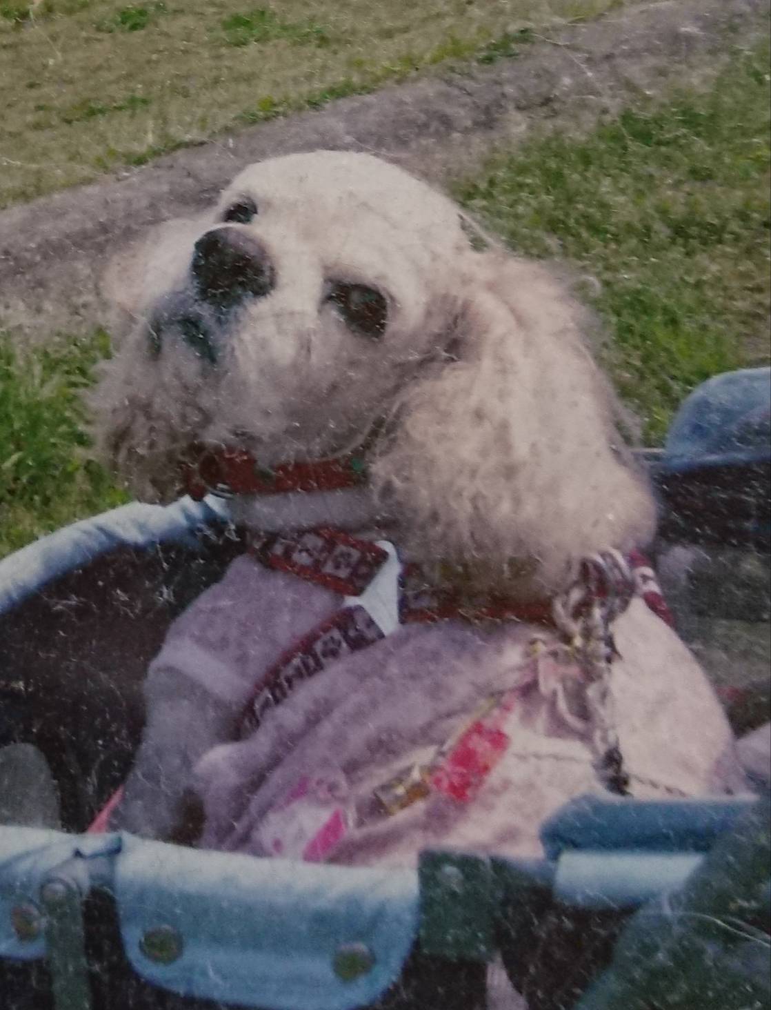 リリー(リーchan)