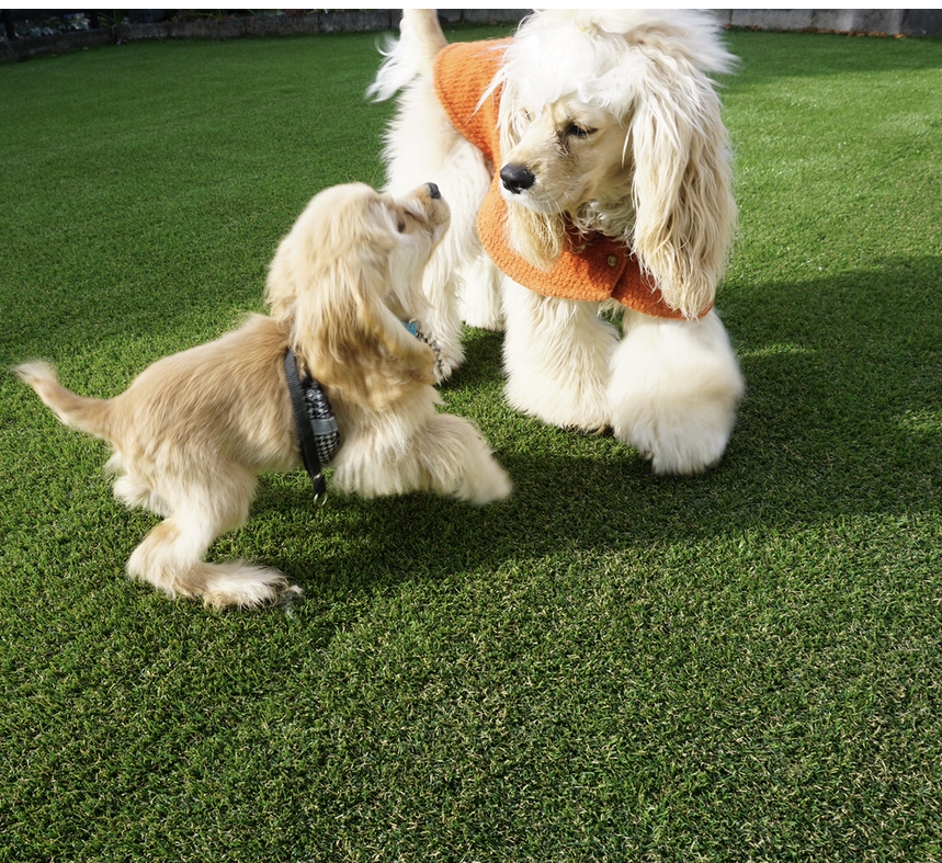 パピーだワン🐶CLUB