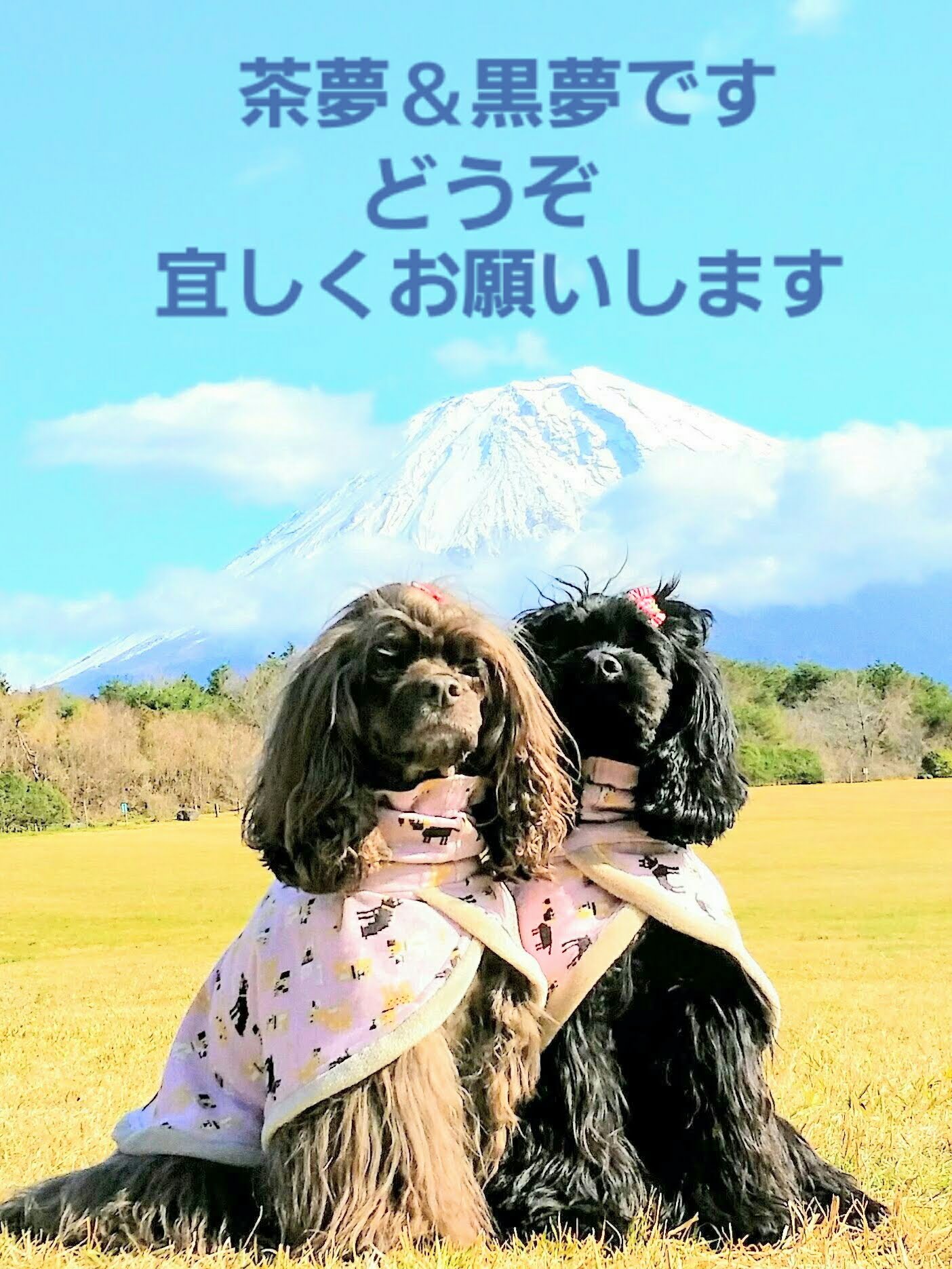 チャムクロムママ