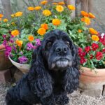 Parfait(パルフェ)