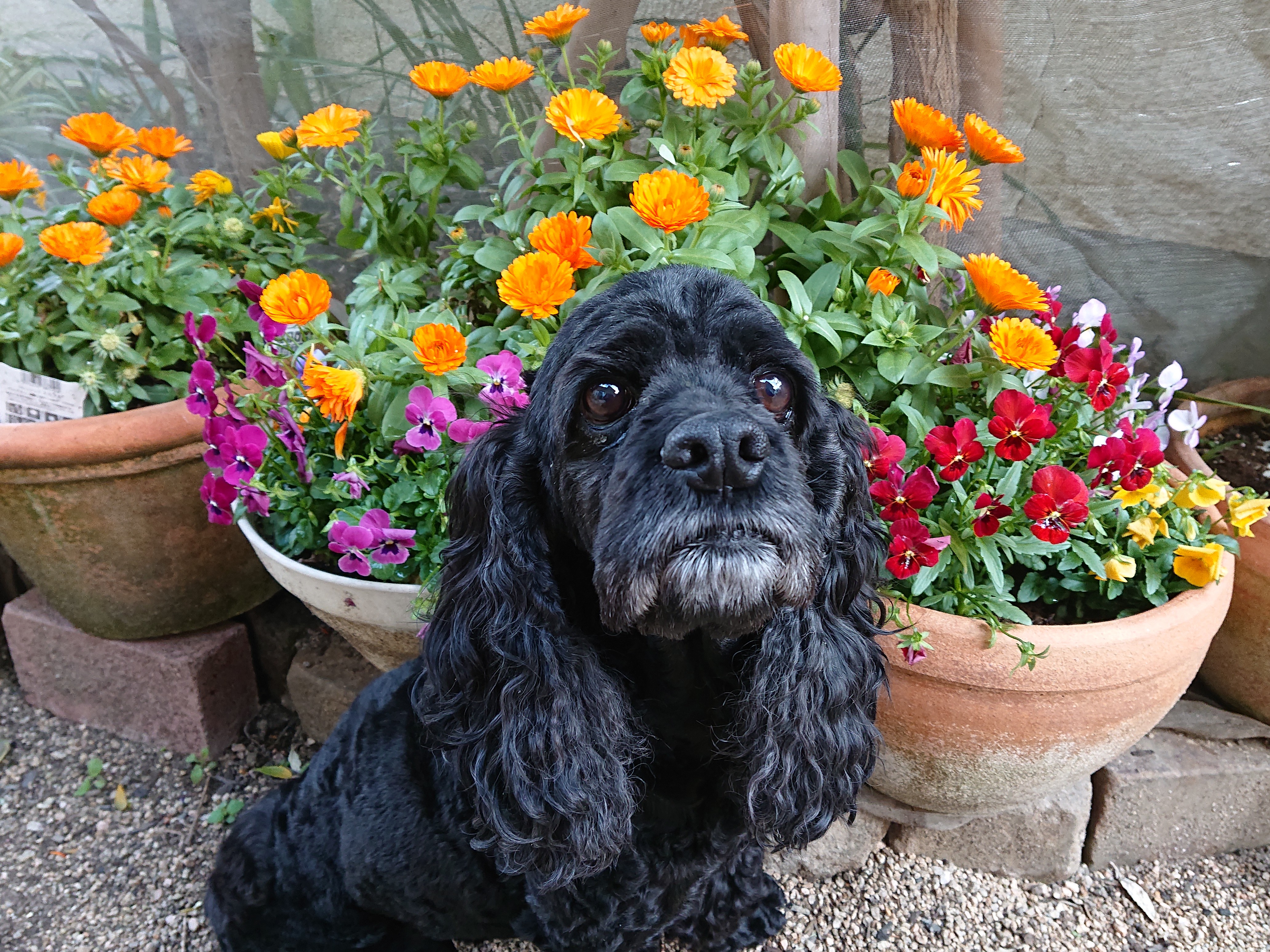 Parfait(パルフェ)