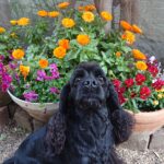 Lunette(ルネット)