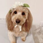 CHOCO（ちょこ）