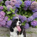 ANJIE(アンジー）