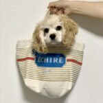 桜のとーちゃん