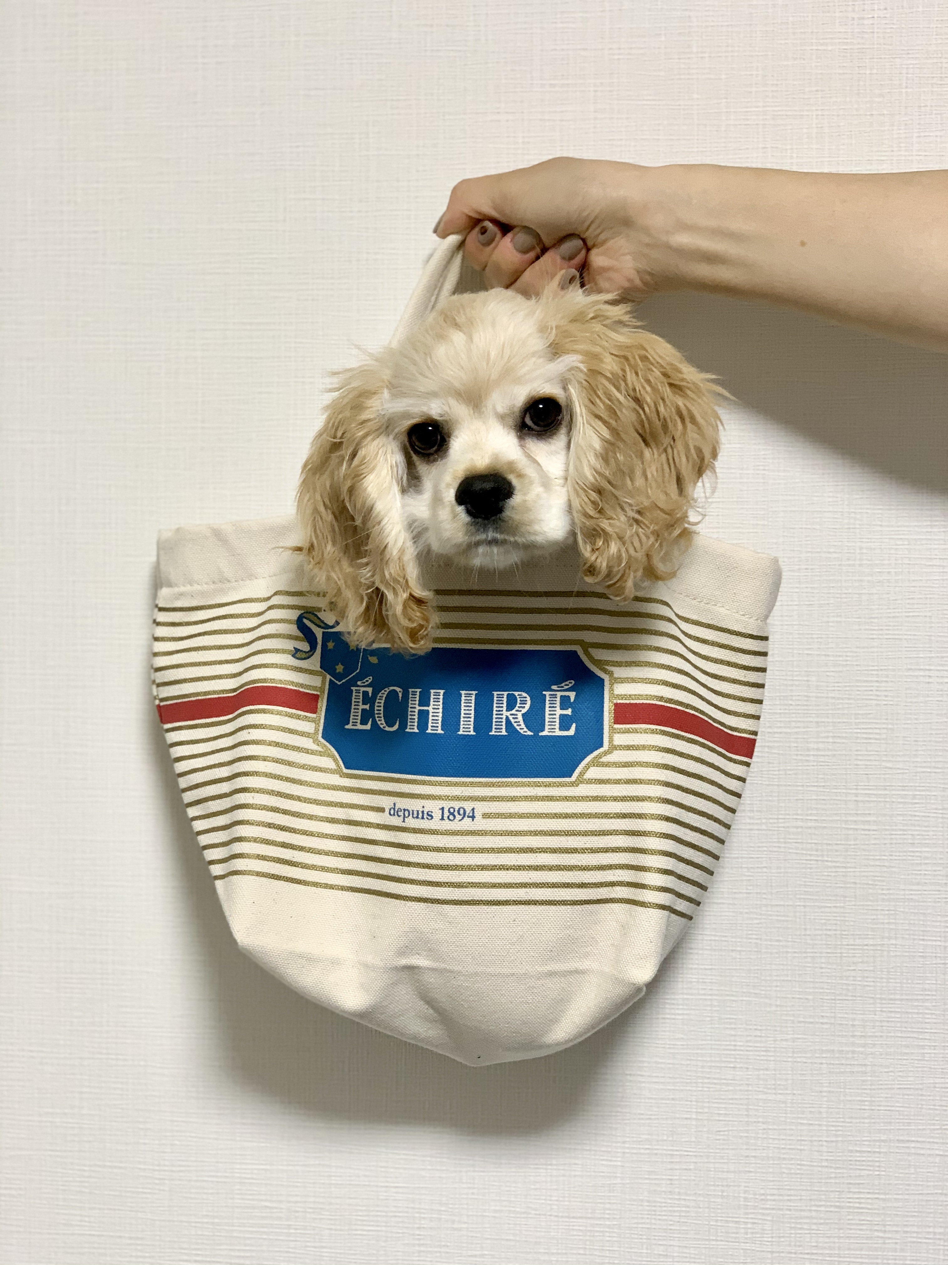 桜のとーちゃん