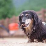 potix（ポチックス）