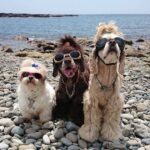 ベクレル NALU 福