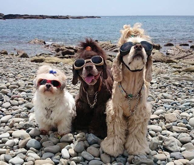 ベクレル NALU 福