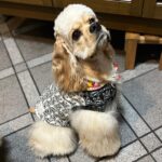 ルカ・ギルベルト・Ⅱ世