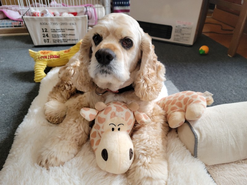 幸太郎(こたろう)