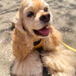 ange（アンジュ）