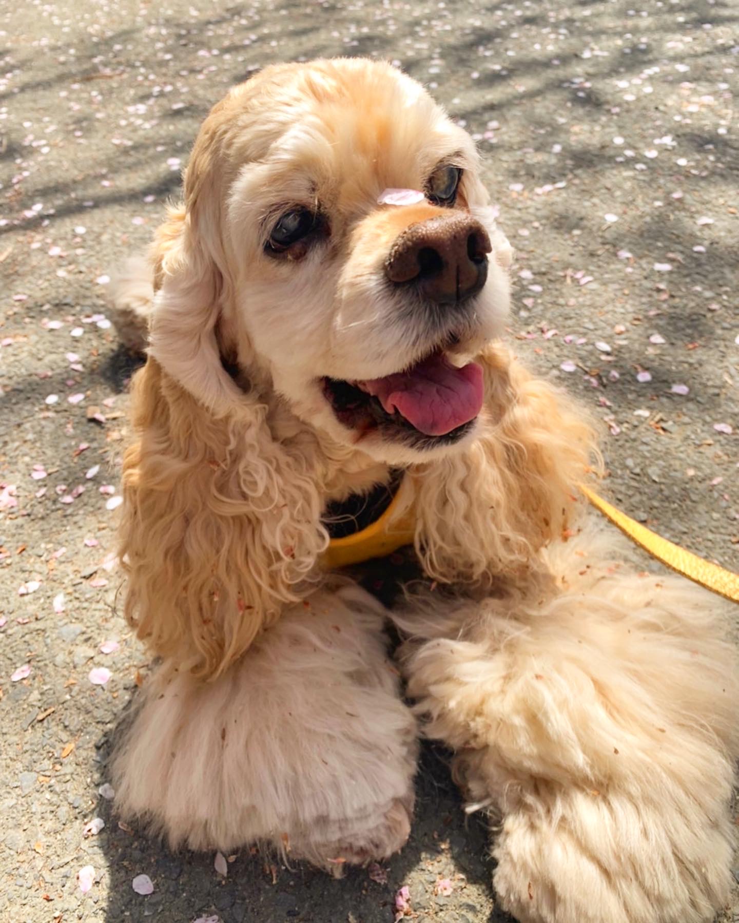 ange（アンジュ）