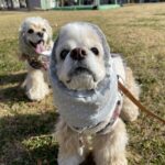 Chiffon　しーちゃん