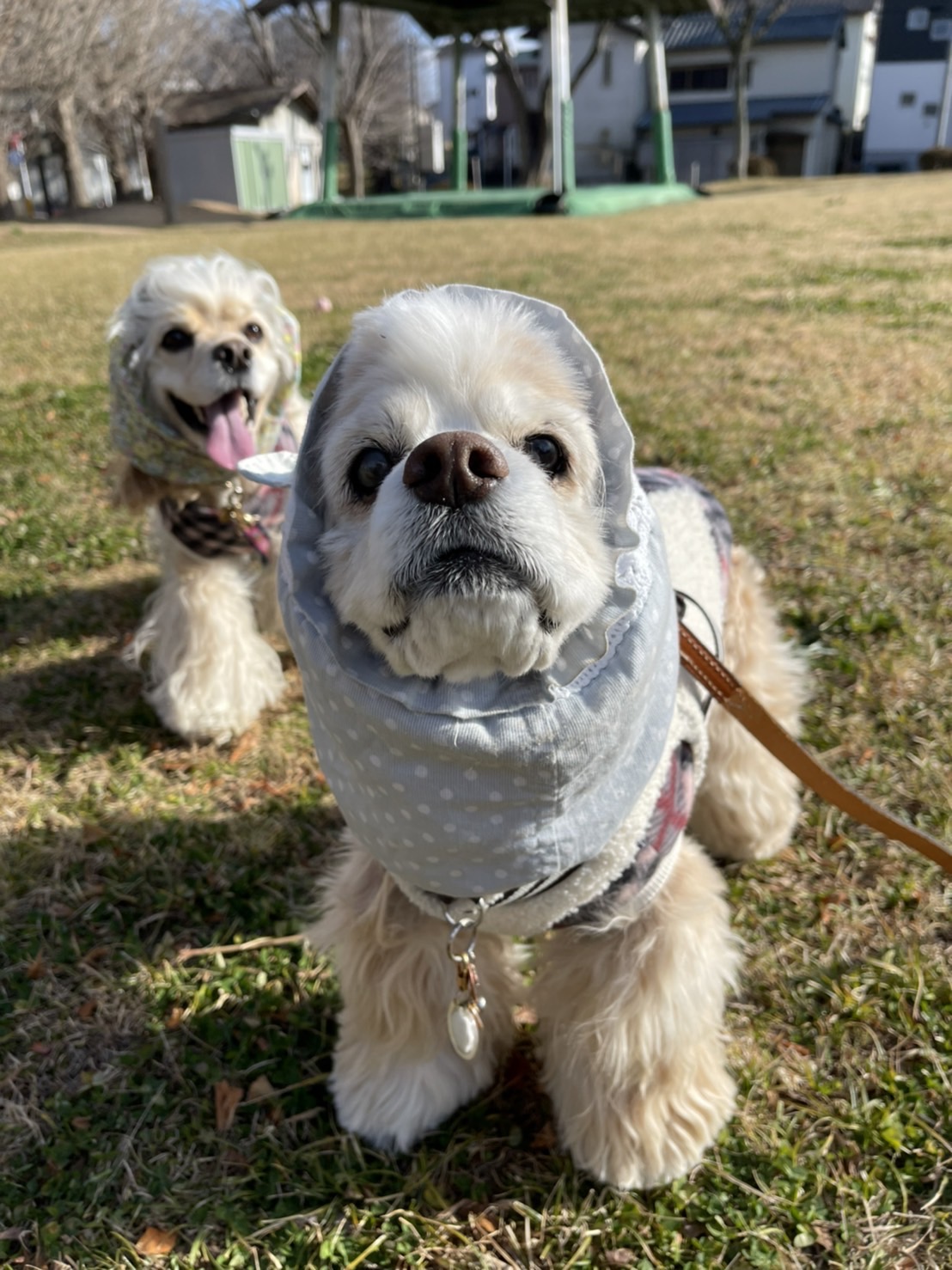 Chiffon　しーちゃん