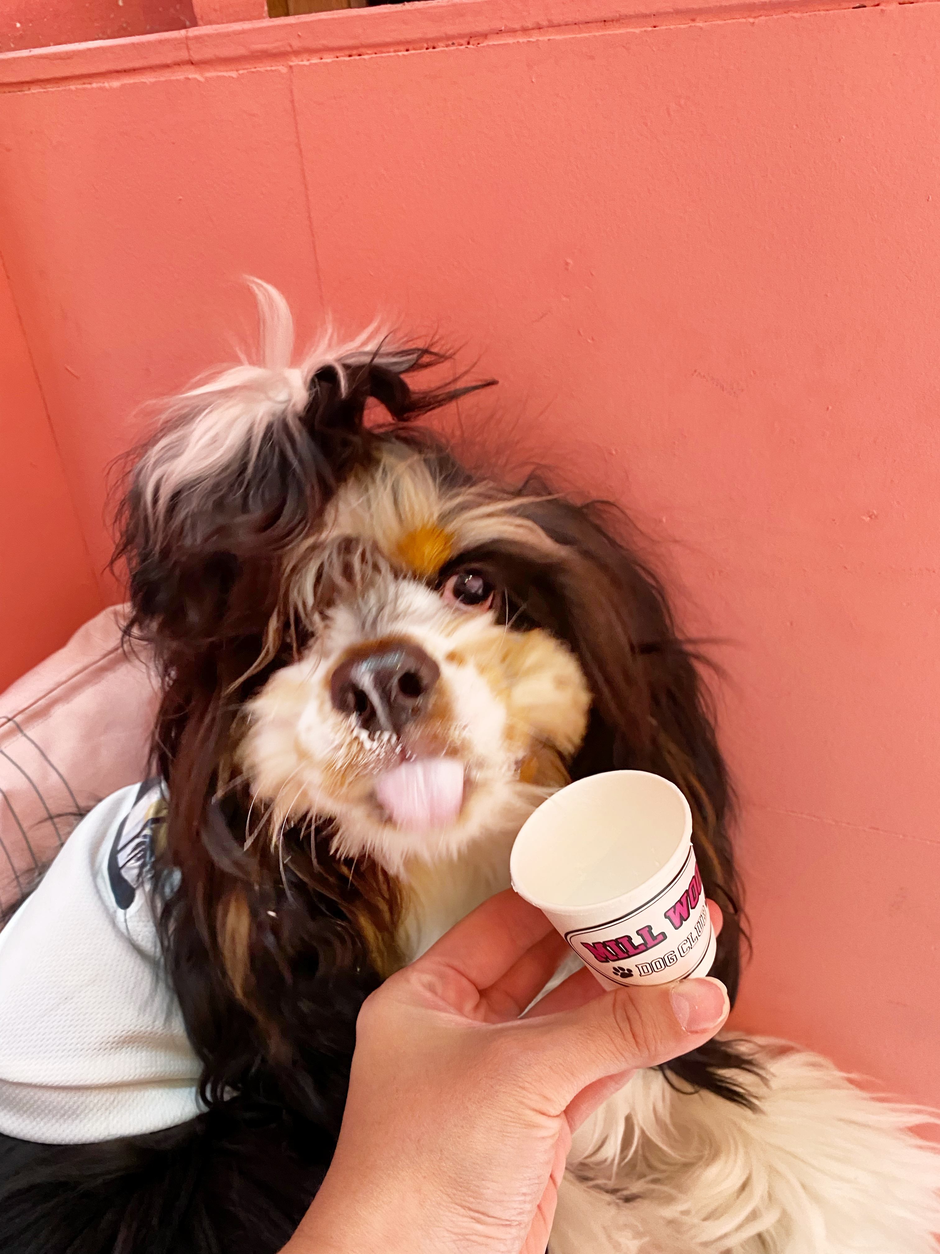 huali （フアリ）