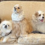 わらびおもちカンナママ