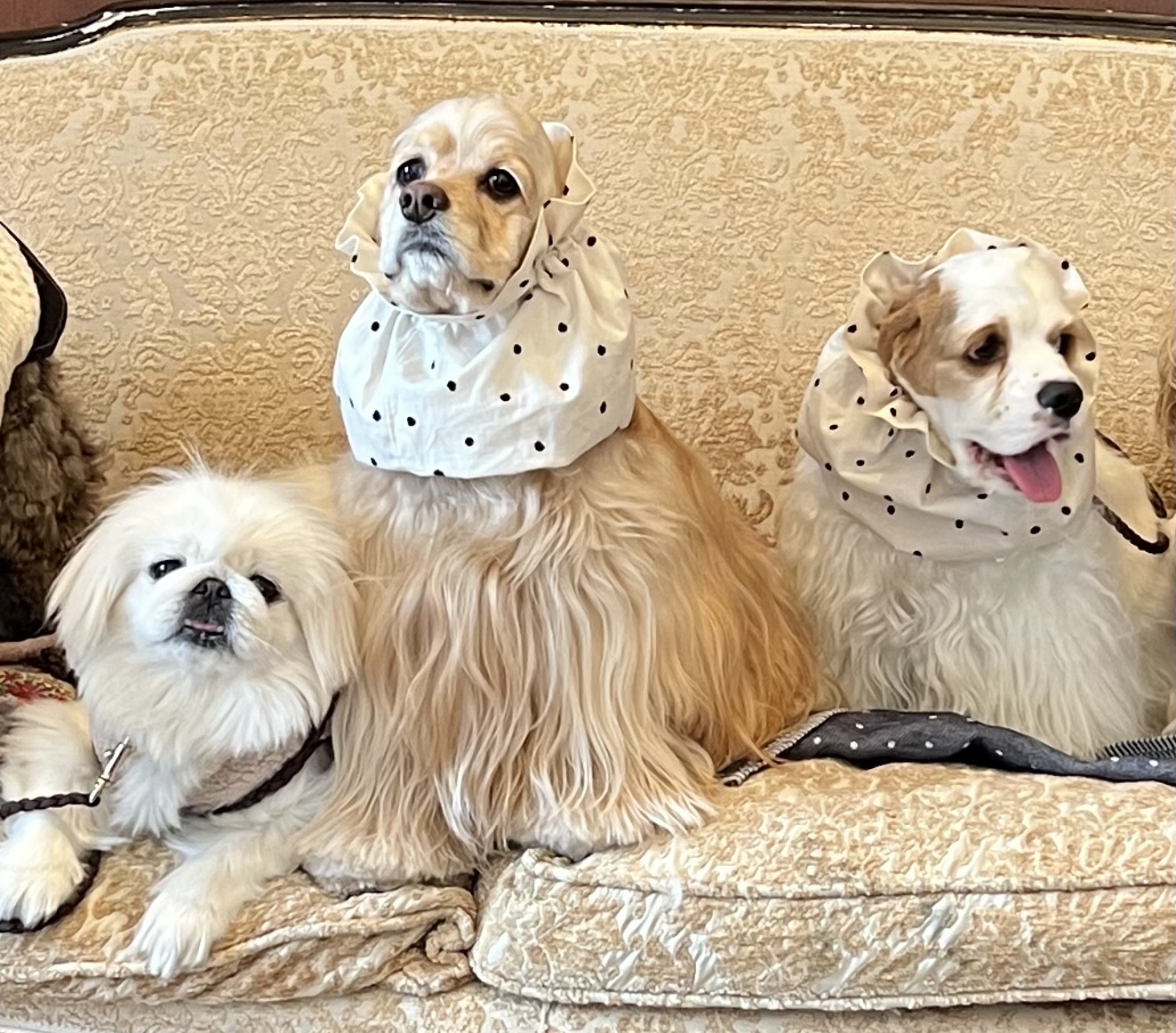 わらびおもちカンナママ