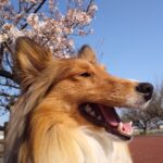 福来花(プーライカ)