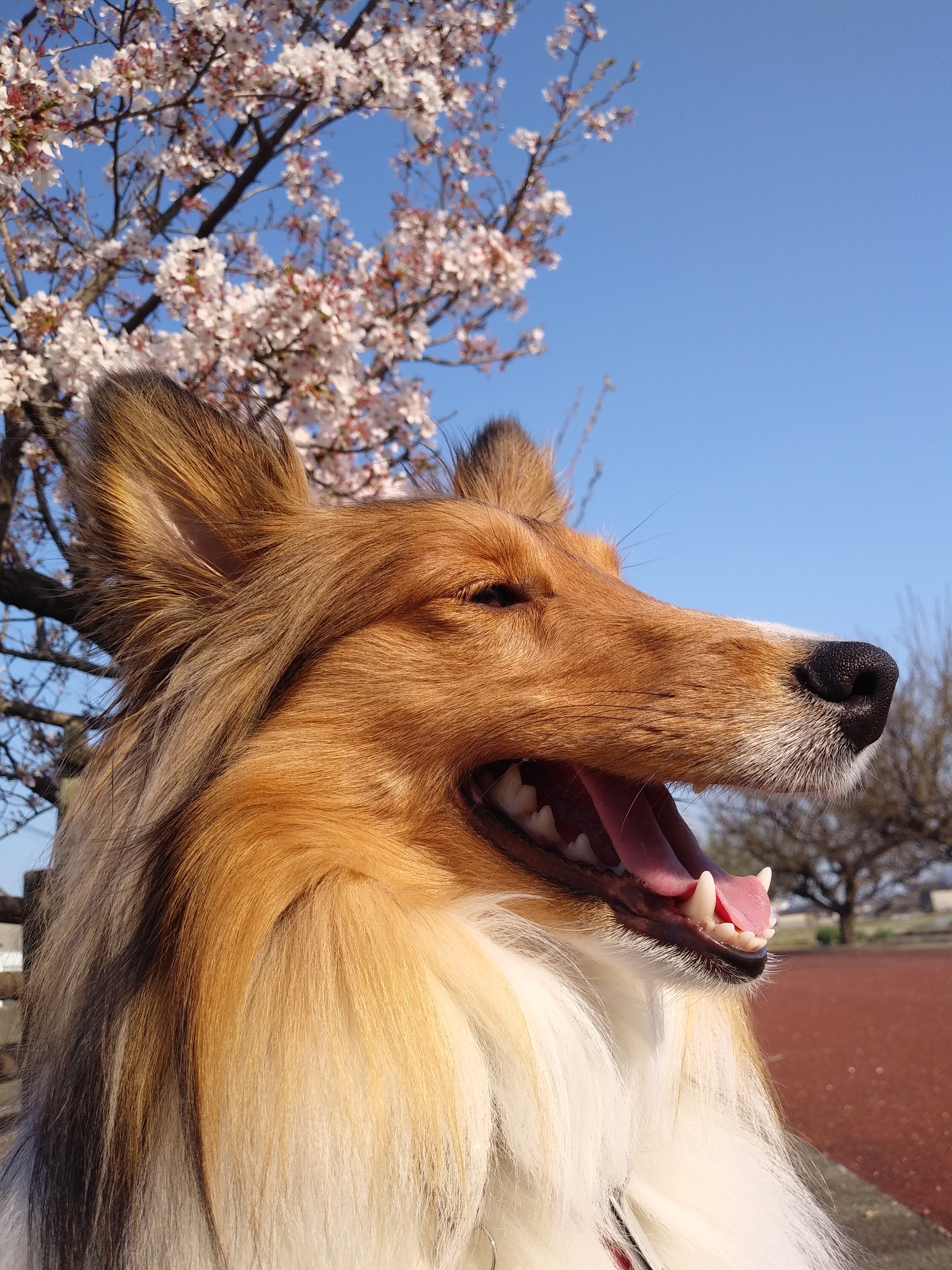 福来花(プーライカ)