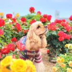 MAX（マックス）