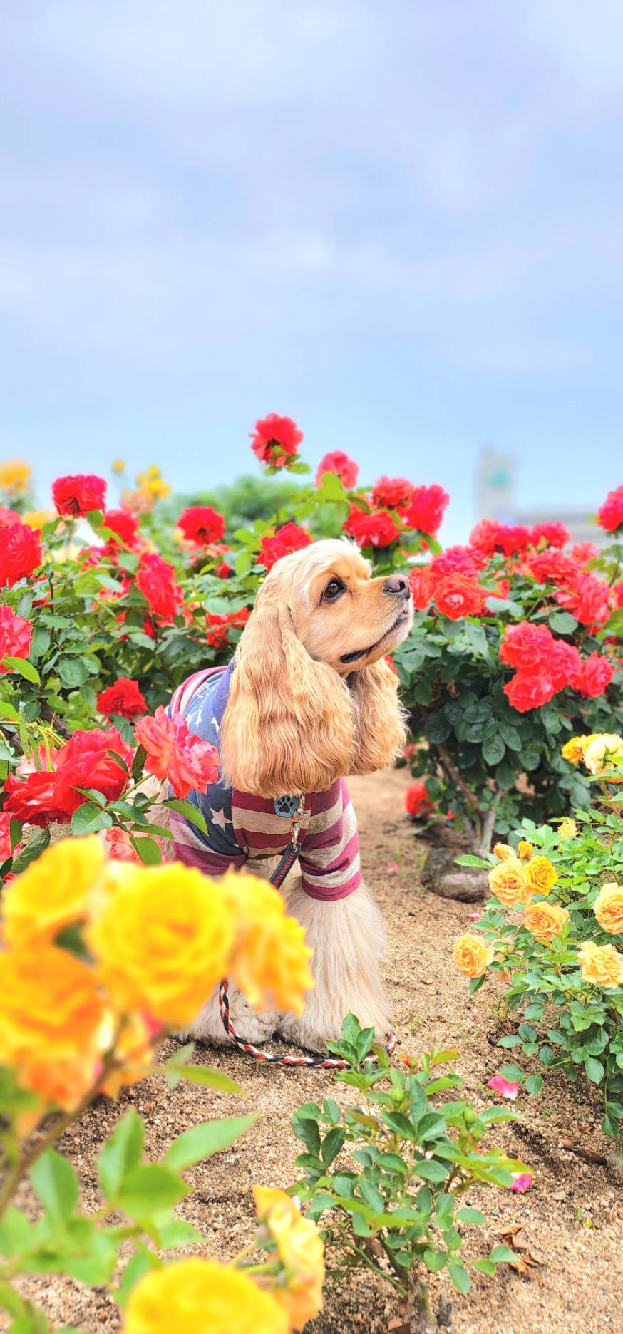 MAX（マックス）