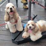 百合(ユリ)　推定8才