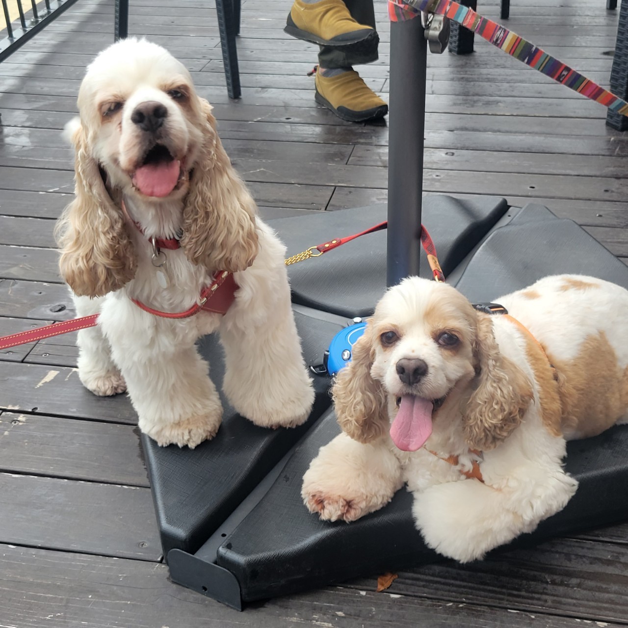 百合(ユリ)　推定8才