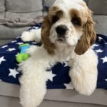 マーヴェリック