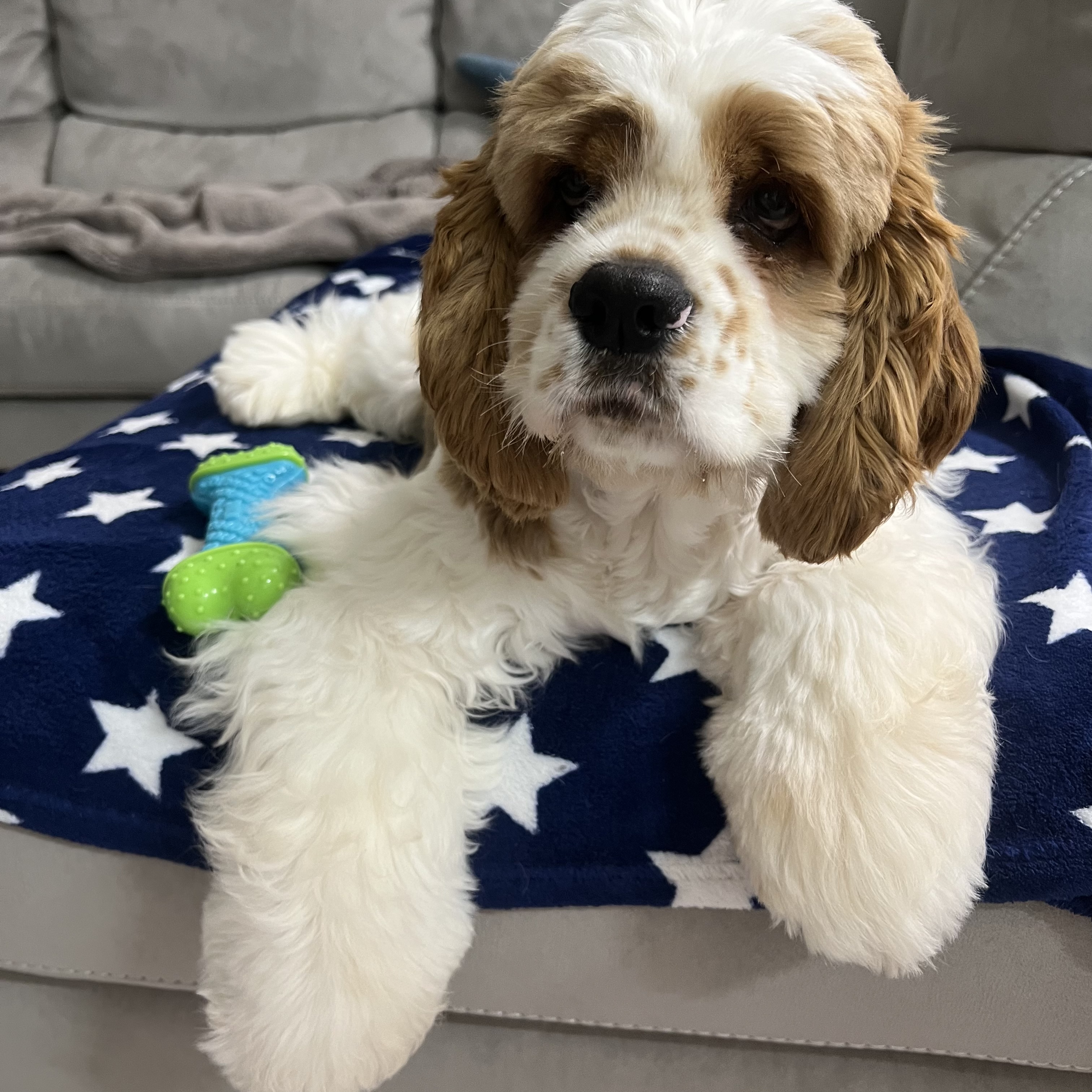 マーヴェリック