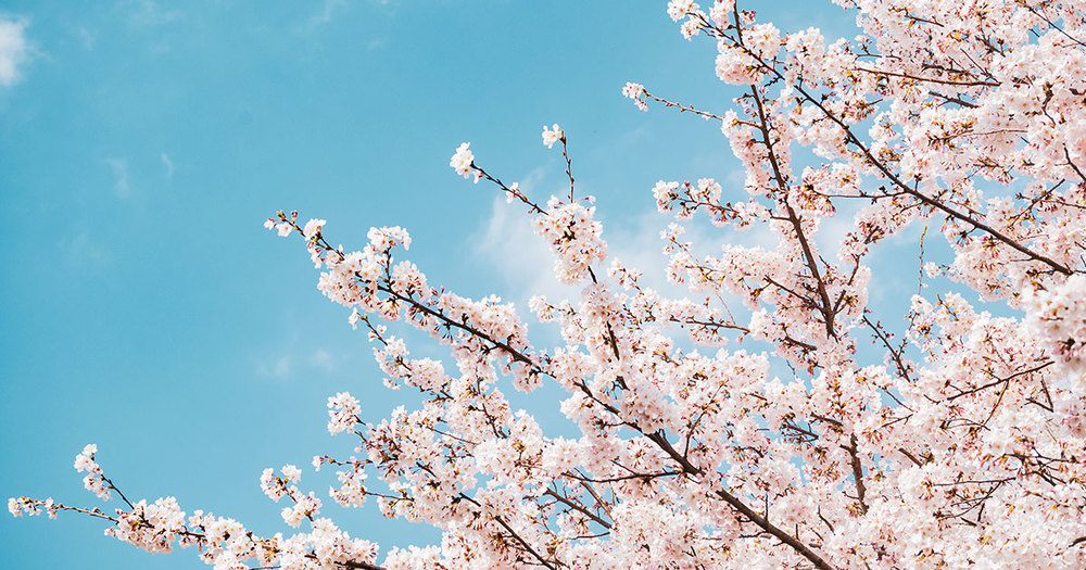 2023年　春だ桜だ🌸わらわら会♬