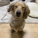 リンリン（ミニチュア・ダックス・フンド）