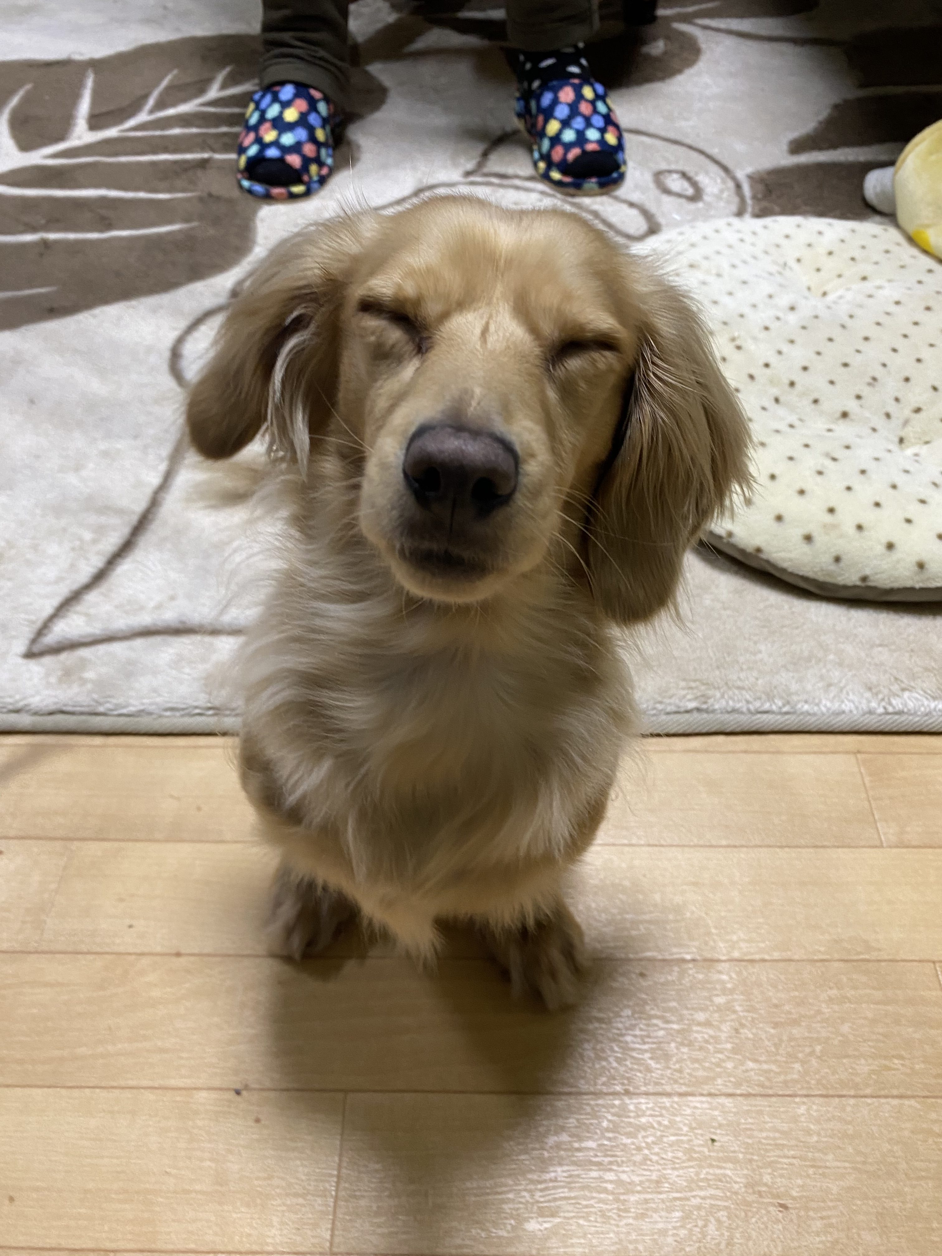 リンリン（ミニチュア・ダックス・フンド）