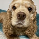 ミント（アメリカン・コッカー・スパニエル）