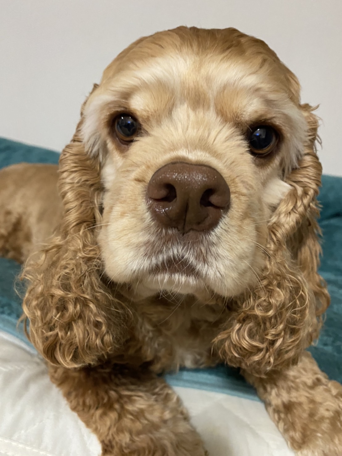 ミント（アメリカン・コッカー・スパニエル）