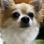 チョコ（チワワ）