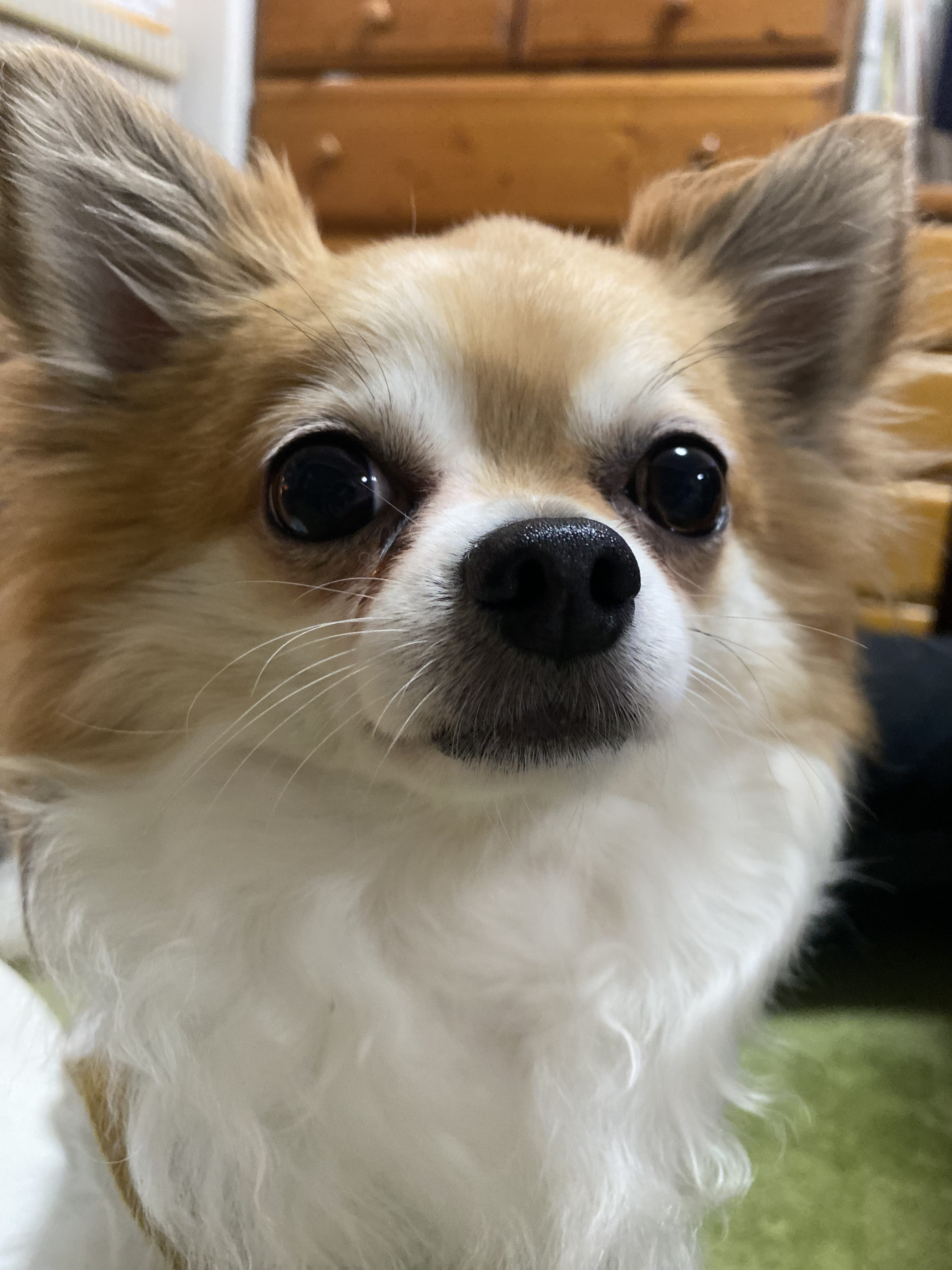 チョコ（チワワ）