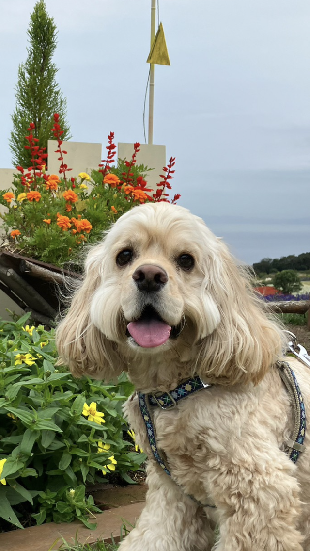 むぎかーしゃん